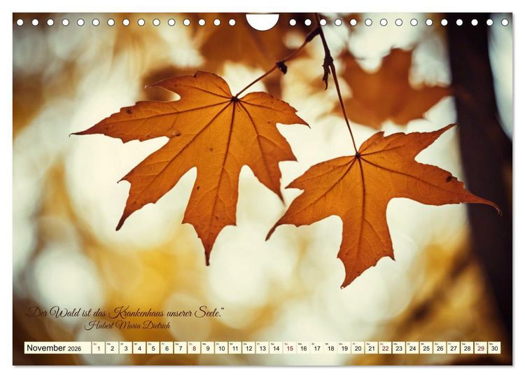 Produktbild: Waldbaden - Shinrin Yoku (Wandkalender 2026 DIN A4 quer), CALVENDO Monatskalender