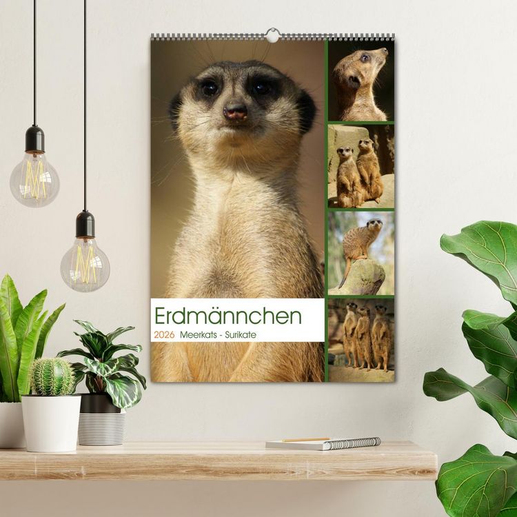 Produktbild: Erdm&auml;nnchen-Meerkats-Surikate (Wandkalender 2026 DIN A2 hoch), CALVENDO Monatskalender