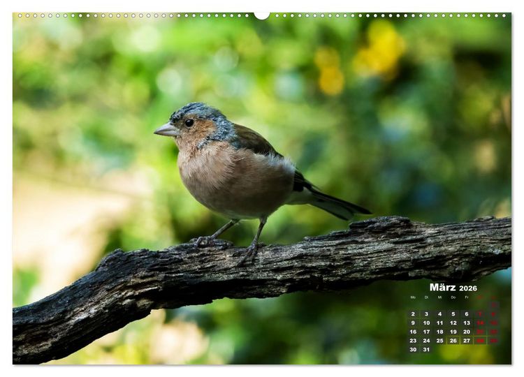 Produktbild: V&ouml;gel in heimischen W&auml;ldern (Wandkalender 2026 DIN A2 quer), CALVENDO Monatskalender