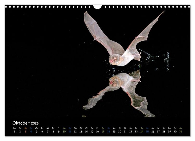 Produktbild: Flederm&auml;use - kleine Vampire (Wandkalender 2026 DIN A3 quer), CALVENDO Monatskalender