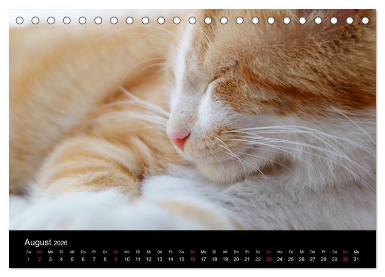 Produktbild: Haustiger - Ein Katzenkalender (Tischkalender 2026 DIN A5 quer), CALVENDO Monatskalender