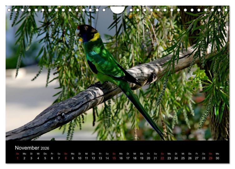 Produktbild: Wildes Australien - Naturparadies 5. Kontinent (Wandkalender 2026 DIN A4 quer), CALVENDO Monatskalender