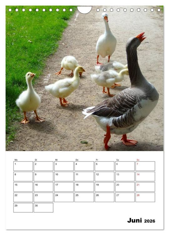 Produktbild: Gl&uuml;ckliche G&auml;nse (Wandkalender 2026 DIN A4 hoch), CALVENDO Monatskalender