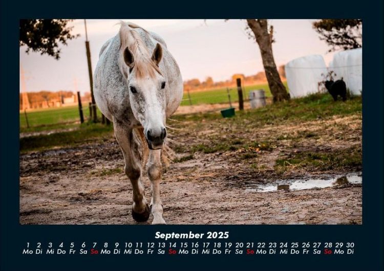 Produktbild: Die Welt der Pferde 2025 Fotokalender DIN A4
