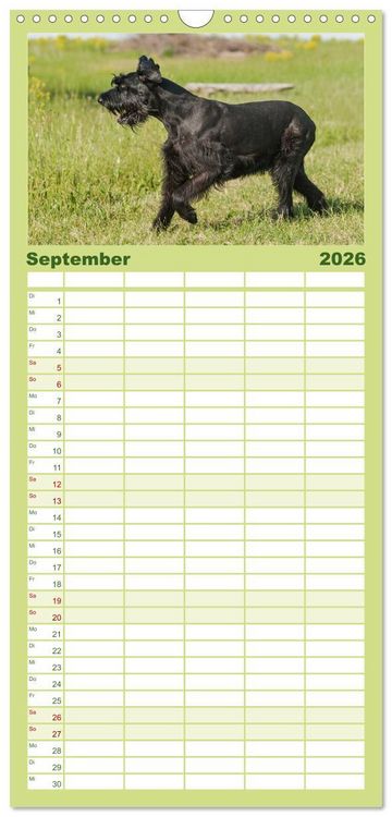 Produktbild: Familienplaner 2026 - Treuer Freund Riesenschnauzer mit 5 Spalten (Wandkalender, 21 x 45 cm) CALVENDO