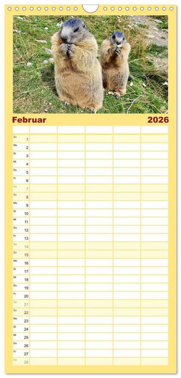 Produktbild: Familienplaner 2026 - Und ewig pfeift das Murmeltier mit 5 Spalten (Wandkalender, 21 x 45 cm) CALVENDO