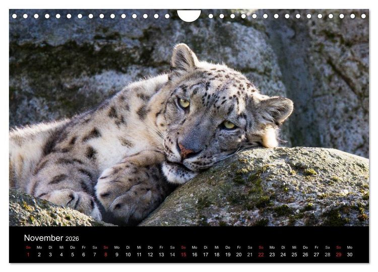 Produktbild: Schneeleoparden (Wandkalender 2026 DIN A4 quer), CALVENDO Monatskalender