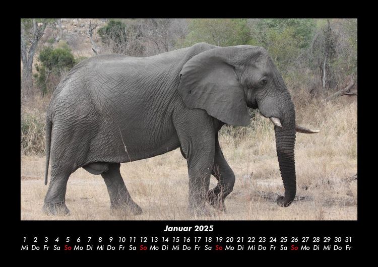 Produktbild: Elefanten - Die sanften Riesen Afrikas 2025 Fotokalender DIN A3