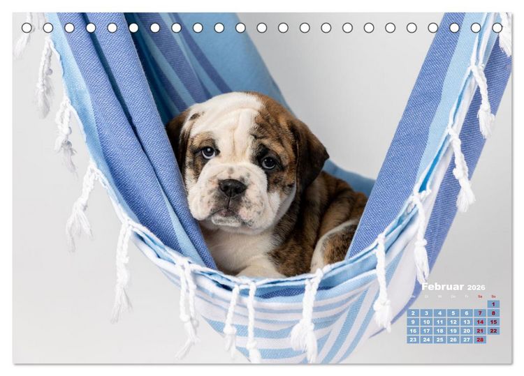 Produktbild: Old English Bulldog Welpen (Tischkalender 2026 DIN A5 quer), CALVENDO Monatskalender
