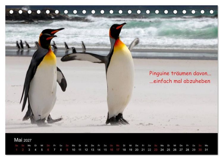 Produktbild: Wovon Pinguine tr&auml;umen (Tischkalender 2027 DIN A5 quer), CALVENDO Monatskalender