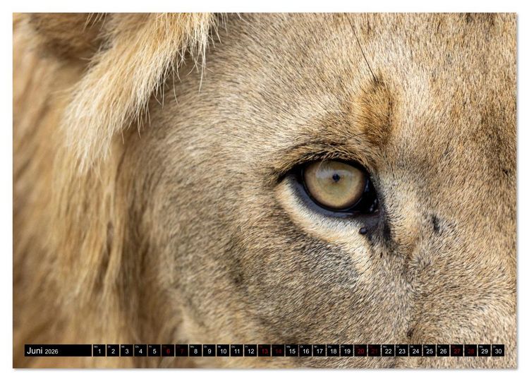 Produktbild: L&ouml;wen in Botswana und S&uuml;dafrika (Wandkalender 2026 DIN A3 quer), CALVENDO Monatskalender
