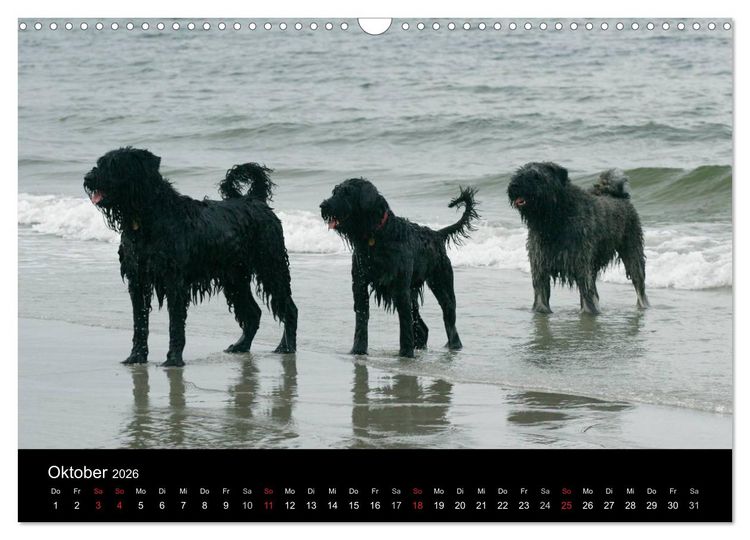 Produktbild: Bouvier des Flandres (Wandkalender 2026 DIN A3 quer), CALVENDO Monatskalender