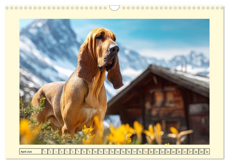 Produktbild: Bloodhound Momente. Zielstrebige Schn&uuml;ffler mit treuer Seele (Wandkalender 2026 DIN A3 quer), CALVENDO Monatskalender