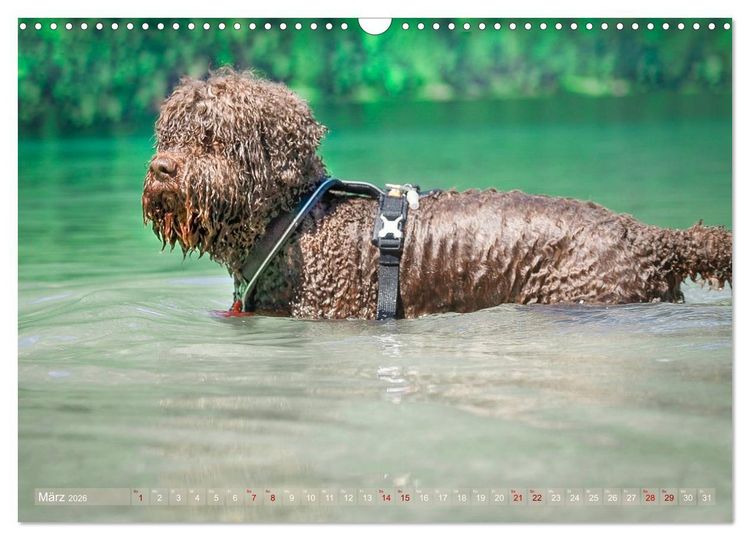 Produktbild: Lagotto Romagnolo - Wasserspiele (Wandkalender 2026 DIN A3 quer), CALVENDO Monatskalender