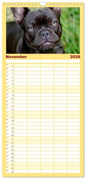 Produktbild: Familienplaner 2026 - Franz&ouml;sische Bulldoggen - Schutzengel auf 4 Pfoten mit 5 Spalten (Wandkalender, 21 x 45 cm) CALVENDO