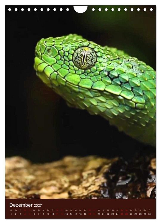 Produktbild: The Power Of Snake (Wandkalender 2027 DIN A4 hoch), CALVENDO Monatskalender