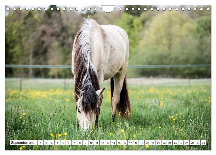 Produktbild: Durch das Jahr mit dem Connemara Pony Holly (Wandkalender 2026 DIN A4 quer), CALVENDO Monatskalender