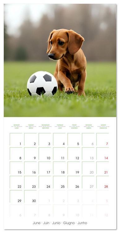 Produktbild: Dachshunds - lovely little dogs (Wall Calendar 2026 12 &times; 12 Inch) CALVENDO 12 Month Wall Calendar