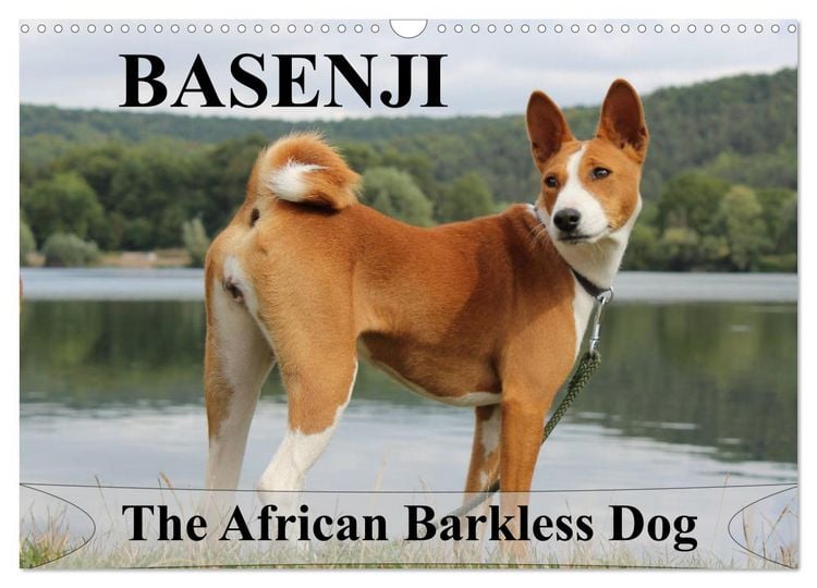 Produktbild: Basenji the African Barkless Dog (Wall Calendar 2026 DIN A3 landscape), CALVENDO 12 Month Wall Calendar