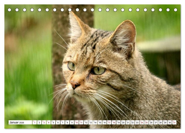 Produktbild: Wildkatzen - Die lautlosen J&auml;ger des Waldes (Tischkalender 2026 DIN A5 quer), CALVENDO Monatskalender