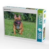 Produktbild: CALVENDO Puzzle Spa&szlig; auf der Wiese | 1000 Teile Lege-Gr&ouml;&szlig;e 64x48cm Foto-Puzzle f&uuml;r gl&uuml;ckliche Stunden