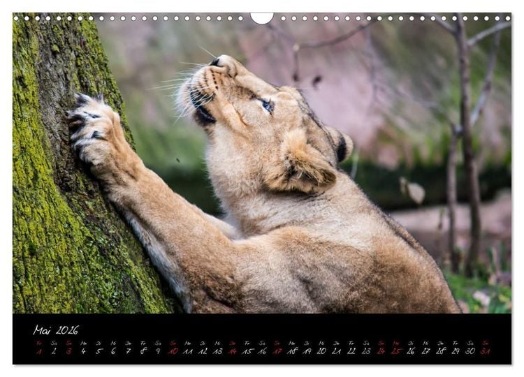 Produktbild: Tiergarten N&uuml;rnberg (Wandkalender 2026 DIN A3 quer), CALVENDO Monatskalender