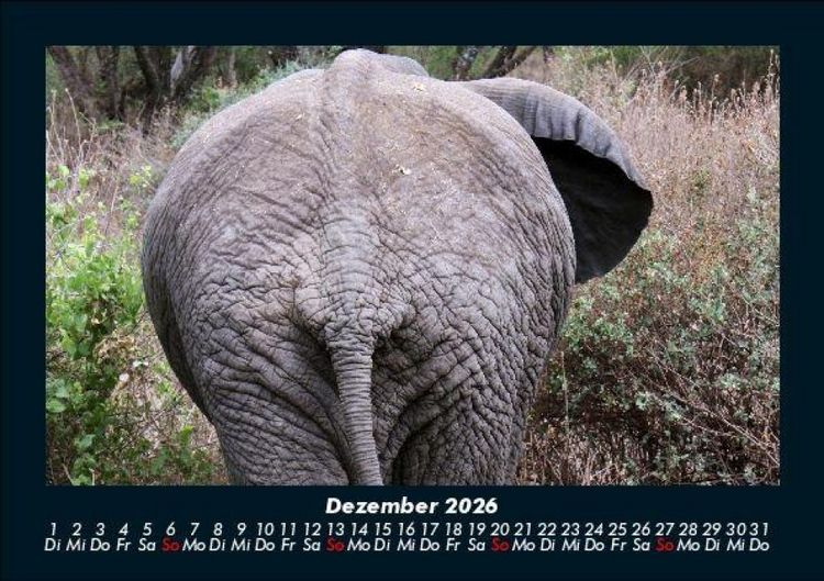 Produktbild: Der Elefantenkalender 2026 Fotokalender DIN A5