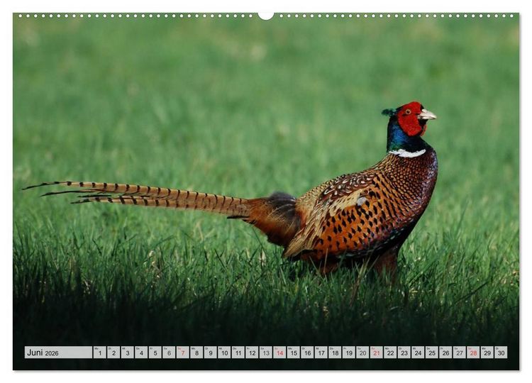 Produktbild: Wildtiere. Heimische Sch&ouml;nheiten (Wandkalender 2026 DIN A2 quer), CALVENDO Monatskalender