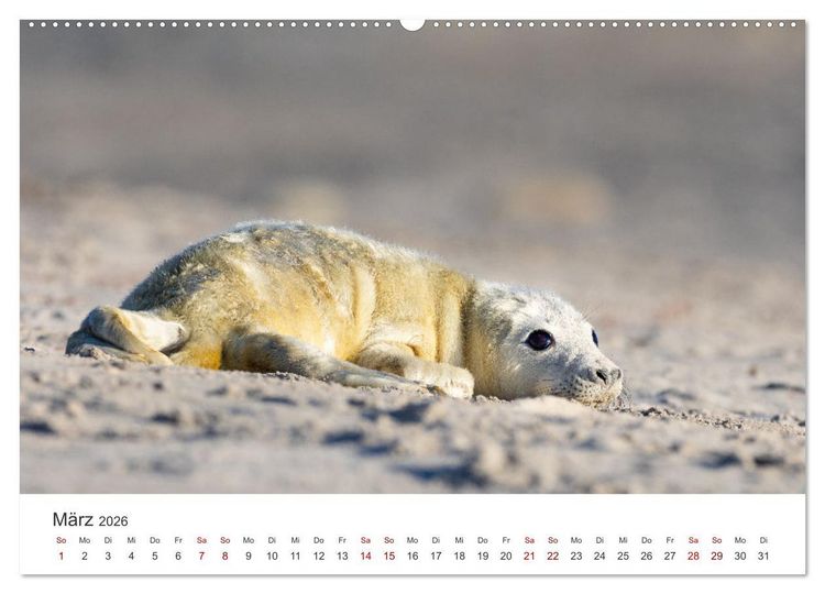 Produktbild: Junge Kegelrobben (hochwertiger Premium Wandkalender 2026 DIN A2 quer), Kunstdruck in Hochglanz