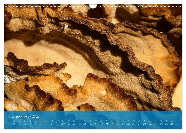 Produktbild: Natur abstrakt Farben und Strukturen (Wandkalender 2026 DIN A3 quer), CALVENDO Monatskalender