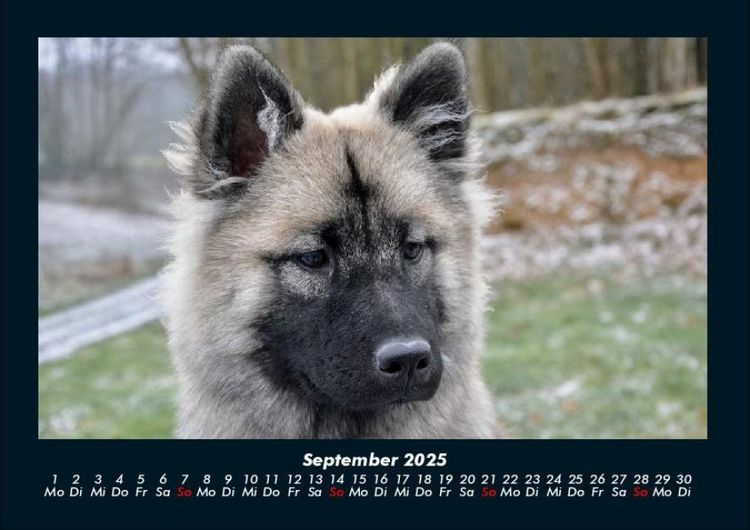 Produktbild: Hundezauber 2025 Fotokalender DIN A4