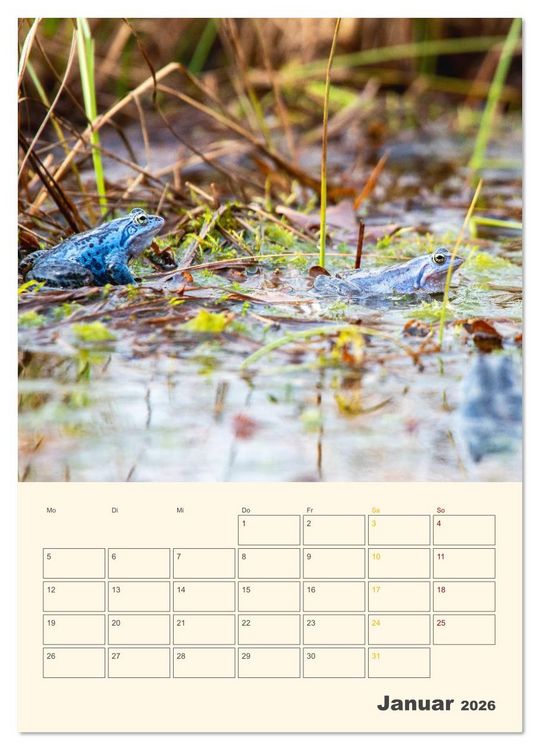 Produktbild: Moorfrosch Geheimnisse &ndash; Farben, Flirts & Froschkonzerte - Tanja Riedel (Wandkalender 2026 DIN A4 hoch), CALVENDO Monatskalender