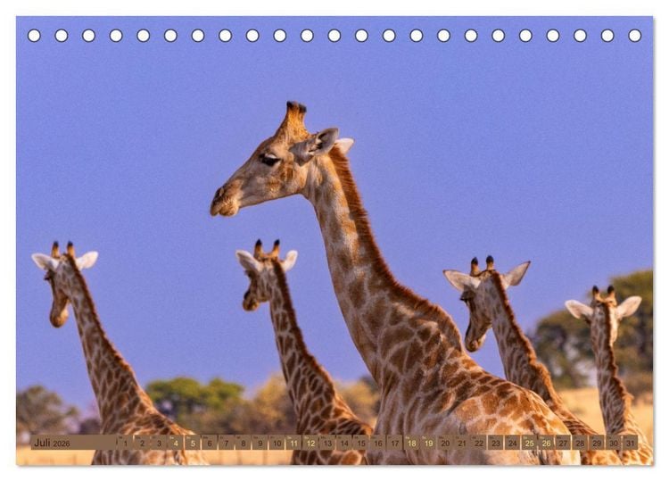 Produktbild: Wildlife Namibia - Etosha und Kalahari (Tischkalender 2026 DIN A5 quer), CALVENDO Monatskalender
