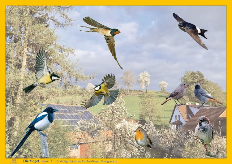 Produktbild: Natur-Kamishibai / Kamishibai - Die V&ouml;gel &ndash; Natur-Kamishibai