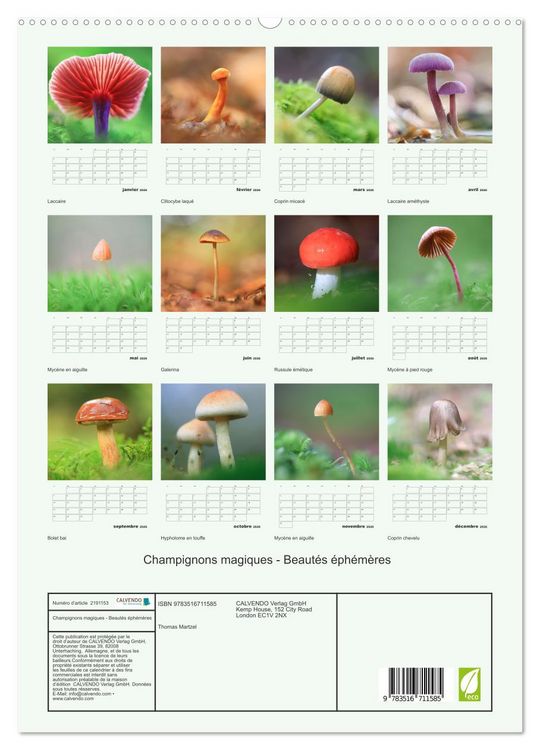 Produktbild: Champignons magiques - Beaut&eacute;s &eacute;ph&eacute;m&egrave;res (Calendrier mural 2026 DIN A2 horizontal) calendrier de bureau