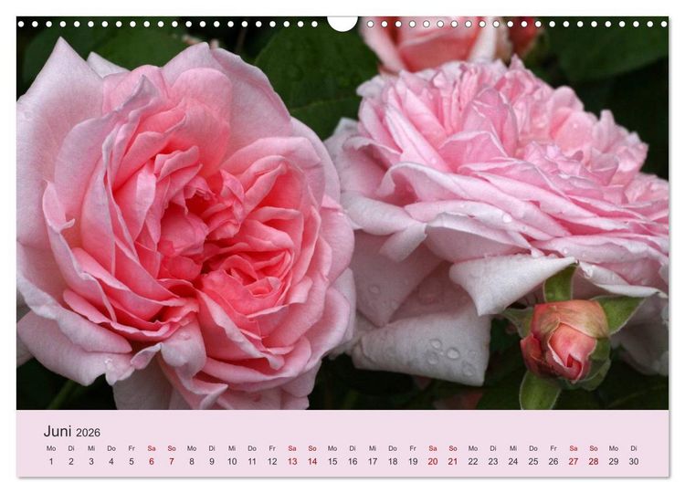 Produktbild: Rosen Reigen im Garten (Wandkalender 2026 DIN A3 quer), CALVENDO Monatskalender