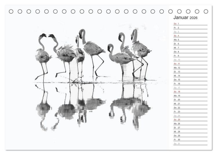 Produktbild: Flamingo Impressionen 2026 (Tischkalender 2026 DIN A5 quer), CALVENDO Monatskalender