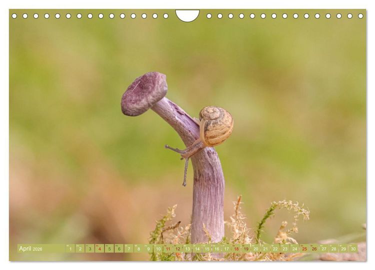 Produktbild: Wundersame Pilzwelten (Wandkalender 2026 DIN A4 quer), CALVENDO Monatskalender