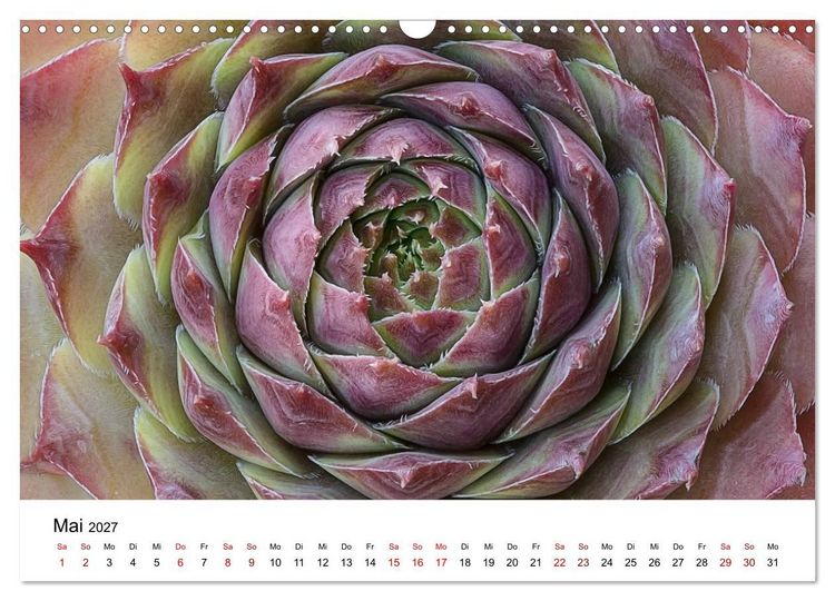 Produktbild: Sukkulenten Galerie (Wandkalender 2027 DIN A3 quer), CALVENDO Monatskalender