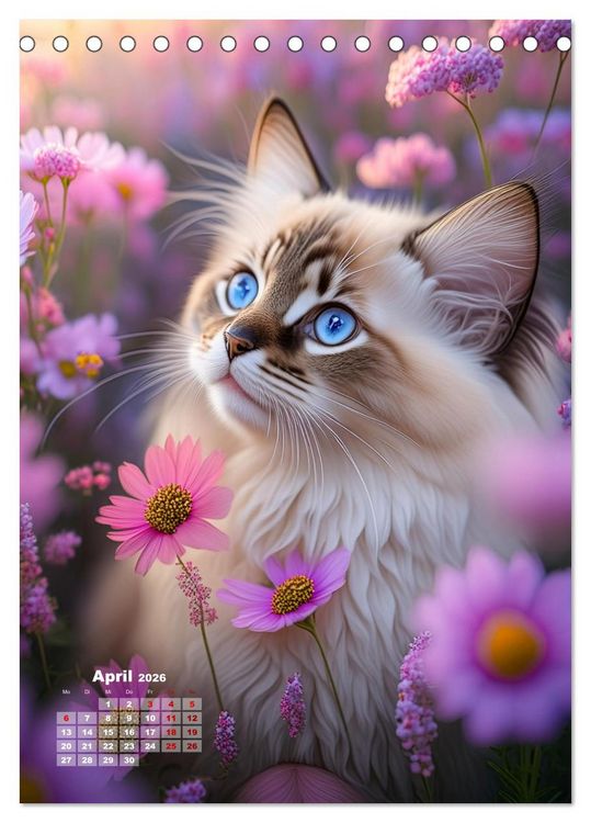 Produktbild: Pfotenabenteuer - Ragdolls in der Natur (Tischkalender 2026 DIN A5 hoch), CALVENDO Monatskalender