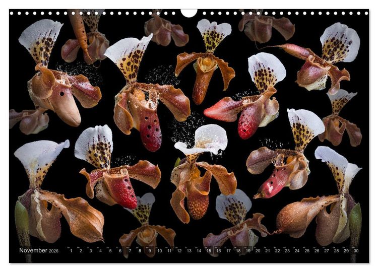 Produktbild: Orchidea (Wandkalender 2026 DIN A3 quer), CALVENDO Monatskalender