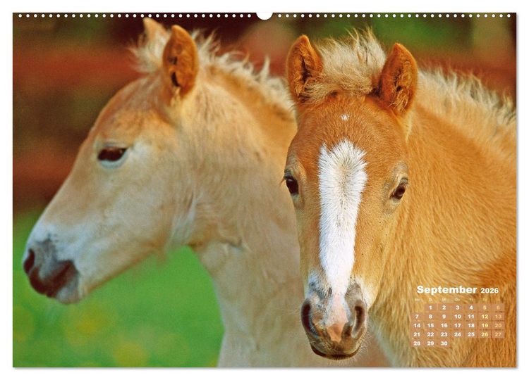 Produktbild: Haflinger: Die blonden Pferde von der Alm (Wandkalender 2026 DIN A2 quer), CALVENDO Monatskalender