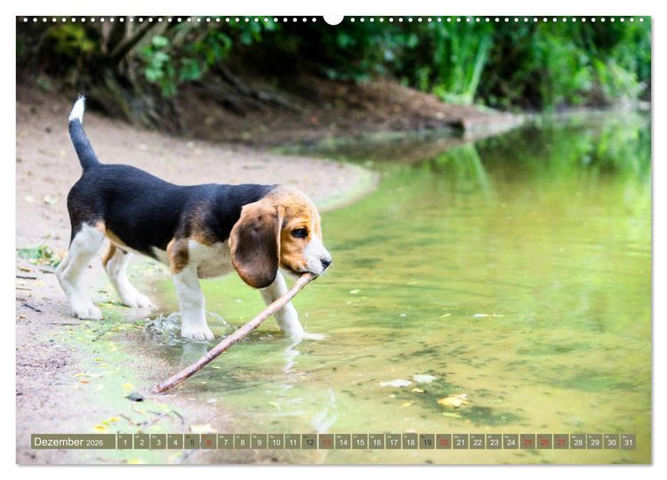 Produktbild: Beaglebabys auf Entdeckungstour (hochwertiger Premium Wandkalender 2026 DIN A2 quer), Kunstdruck in Hochglanz