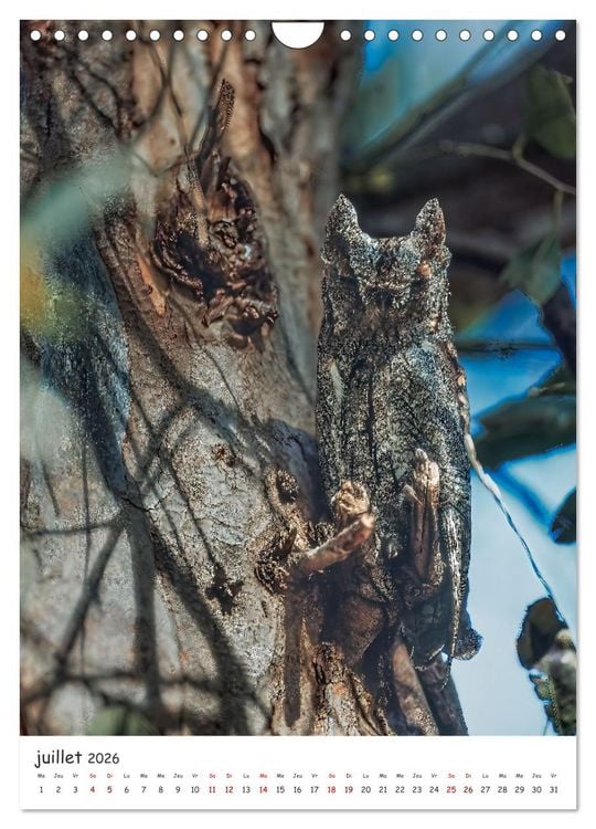 Produktbild: Une vie de hibou les oiseaux (Calendrier mural 2026 DIN A4 horizontal), CALVENDO calendrier mensuel