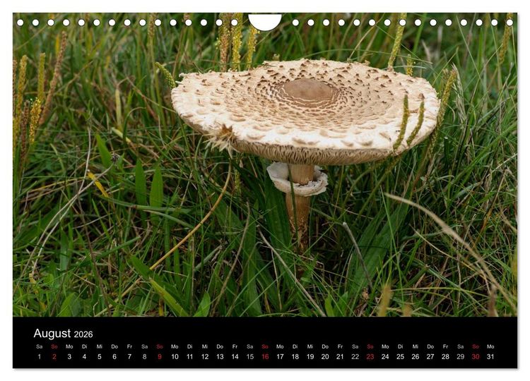 Produktbild: Pilze in Wald und Flur (Wandkalender 2026 DIN A4 quer), CALVENDO Monatskalender