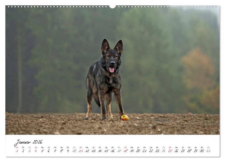 Produktbild: Der graue Deutsche Sch&auml;ferhund (Wandkalender 2026 DIN A2 quer), CALVENDO Monatskalender