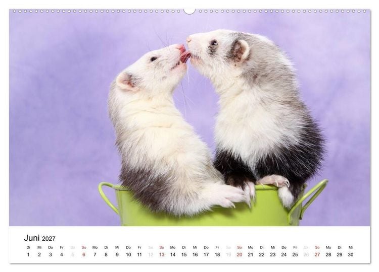 Produktbild: Frettchen - Ferrets (hochwertiger Premium Wandkalender 2027 DIN A2 quer), Kunstdruck in Hochglanz