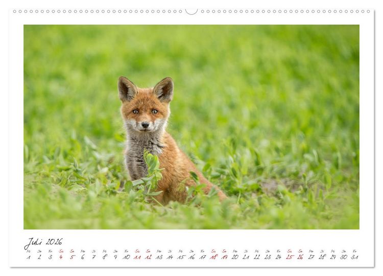 Produktbild: F&uuml;chse - zauberhafte Seelen (Wandkalender 2026 DIN A2 quer), CALVENDO Monatskalender