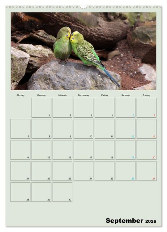 Produktbild: Wellensittiche Terminplaner (Wandkalender 2026 DIN A2 hoch), CALVENDO Monatskalender