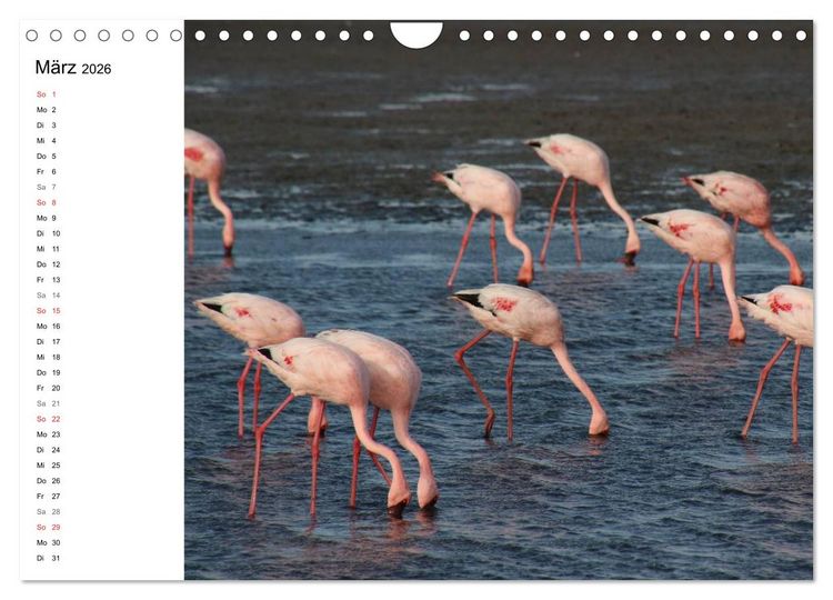 Produktbild: Namibia - Tierische Vielfalt (Planer) (Wandkalender 2026 DIN A4 quer), CALVENDO Monatskalender